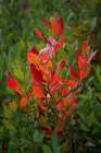 USA-New Jersey-Pine Barrens National Preserve Close-up of autumn foliage Art Print